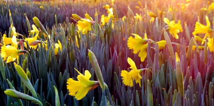 landscape-photography-of-field-covered-with-yellow-flowers-911323