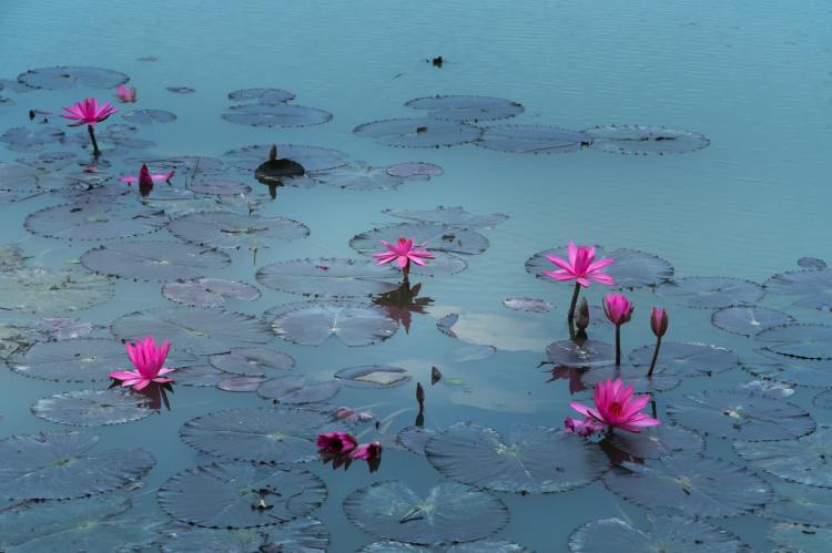 pink-lotus-flowers-2171292